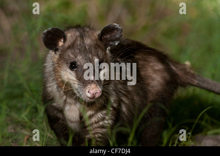 L'opossum de nuit au Texas Banque D'Images