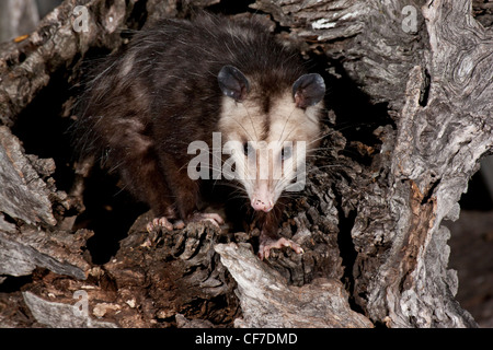 L'opossum de nuit au Texas Banque D'Images
