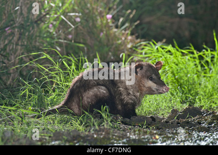 L'opossum de nuit au Texas Banque D'Images