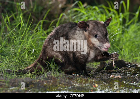 L'opossum de nuit au Texas Banque D'Images