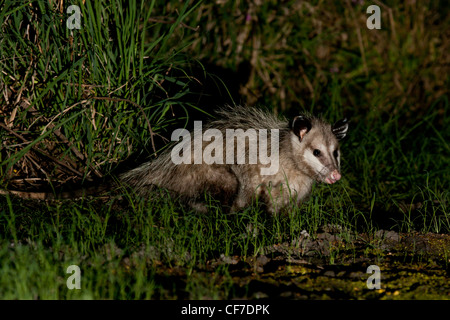 L'opossum de nuit au Texas Banque D'Images