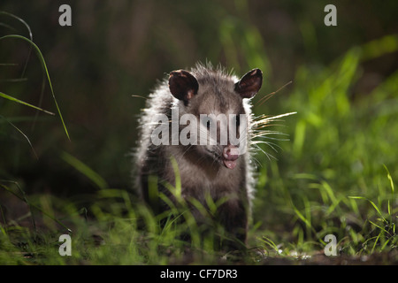 L'opossum de nuit au Texas Banque D'Images