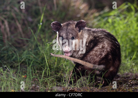 L'opossum de nuit au Texas Banque D'Images