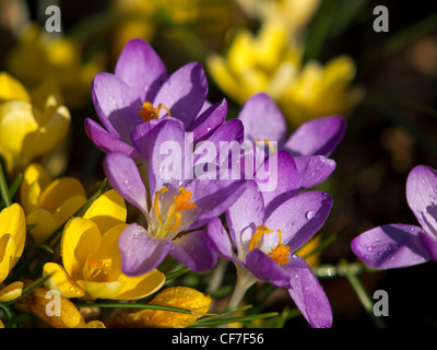 Jaune et violet fleurs crocus après la pluie Banque D'Images