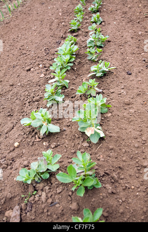 Fève les semis croissant dans le sol Banque D'Images