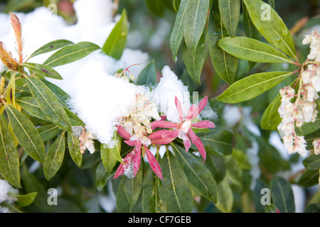 Jardin d'hiver jardin britannique dans Allendale, Kent, UK, donnant sur Romney Marsh une lumière sur la neige Pieris formosa forrestii Banque D'Images