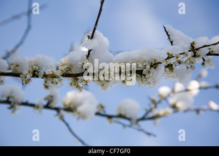 Jardin d'hiver jardin britannique dans Allendale, Kent, UK, donnant sur Romney Marsh Prunelle en fleurs (Prunus spinosa, Blackthron), après Banque D'Images