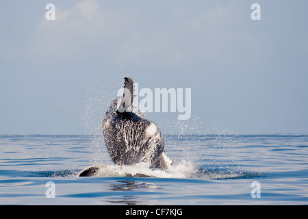 Baleine à bosse au large de l'île Sainte-Marie, à l'Est de Madagascar Banque D'Images