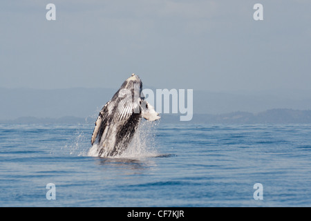 Baleine à bosse au large de l'île Sainte-Marie, à l'Est de Madagascar Banque D'Images