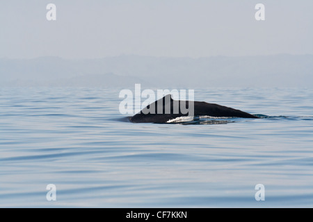 Baleine à bosse au large de l'île Sainte-Marie, à l'Est de Madagascar Banque D'Images