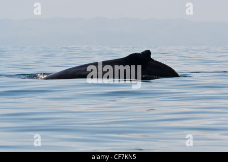 Baleine à bosse au large de l'île Sainte-Marie, à l'Est de Madagascar Banque D'Images