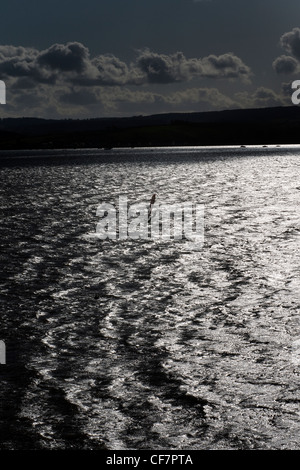 Planche à voile sur la rivière exe, actif, activité, l'adrénaline, des profils, anonyme, bleu, bord, planche, carving, rapide, amusant, gibe Banque D'Images