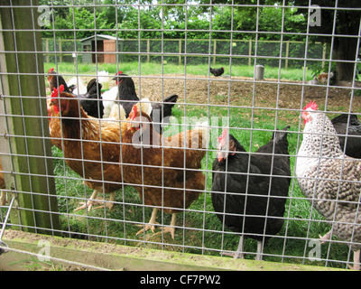 Poules curieux à propos de l'itinérance une ferme biologique Banque D'Images