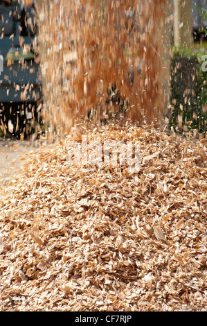 Les copeaux de bois sont déversés dans une pile Banque D'Images