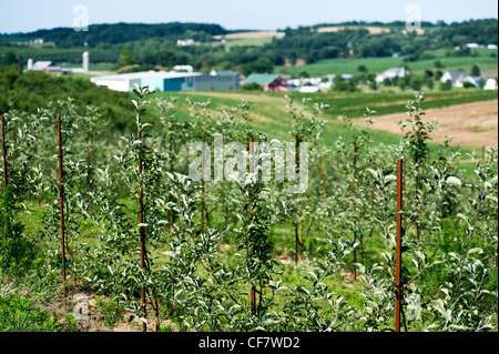 Piquets holding up arbres nouvellement plantés dans le verger Banque D'Images