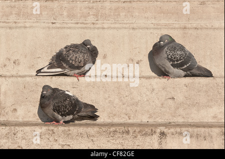 Les pigeons de soleil profitez du soleil tôt le matin sur les marches en pierre de Portland Banque D'Images