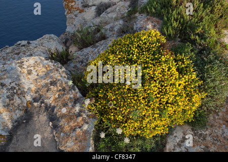 Lotier corniculé gris en fleurs à la fin du printemps au bord de la falaise au sud de Gozo. Banque D'Images