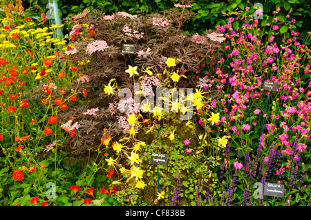 Trois Comtés pépinières ; Aquilegias,spécialistes La RHS Chelsea Flower Show, officiellement connu comme le Grand Salon du printemps,Mai Événement. Banque D'Images