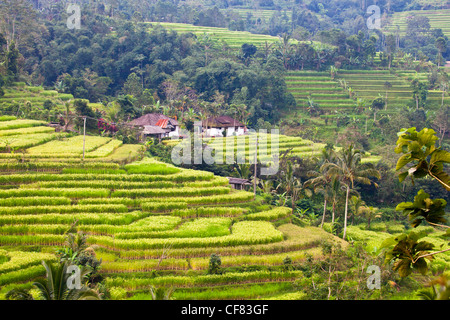 L'Indonésie, Asie, Bali, Jatiluwih, agriculture, Sawah Rizières en terrasses, terrasses, riz, exotique, traditionnelle, vert et coloré Banque D'Images