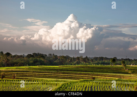 L'Indonésie, l'Asie, l'île de Bali, près de Tanah Lot, champs de riz, riz, champs, champ, coucher de soleil, nuage, vert Banque D'Images