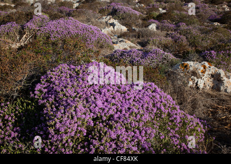 La floraison le thym sauvage en Méditerranée. Banque D'Images