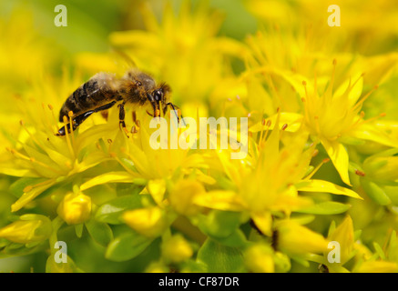 Abeille domestique (Apis mellifera) jaune à fleurs pollinisées. Banque D'Images