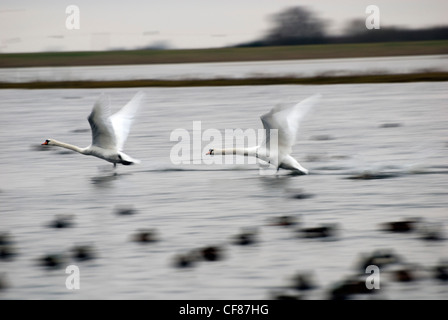 Les Cygnes tuberculés, WWT Welney Wetland Centre, Royaume-Uni Banque D'Images