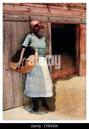 Jamaican Coffee Factory worker 1927 Banque D'Images