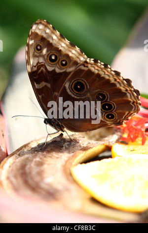 Blue Morpho Peleides Morpho peleides () se nourrit de fruits Autres noms communs : Morpho commun ou l'Empereur Banque D'Images