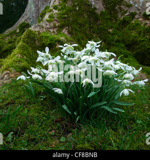 Une touffe de plus en plus près de la perce-neige couverts de mousse racines d'un vieil arbre dans le Yorkshire du Nord. Banque D'Images