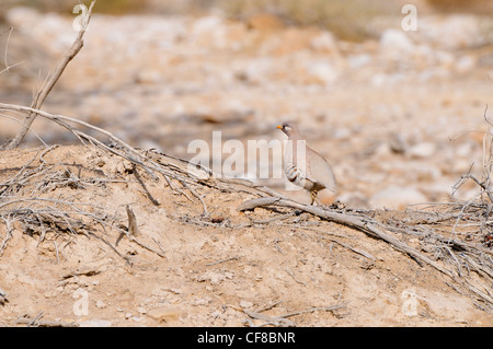 La perdrix Chukar Chukar Alectoris chukar (ou) photographié en Israël, désert de l'Arava Banque D'Images