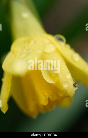 Fleurs de la jonquille (Narcissus pseudonarcissus "tete a tete"), England, UK Banque D'Images
