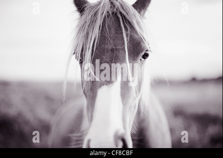 Portrait d'un cheval Banque D'Images