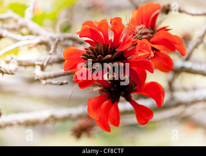 La fleur d'un Africain (Spathodea campanulata Tulip Tree P.Beauv.) sur l'île de Sainte-Hélène dans l'Atlantique Sud Banque D'Images