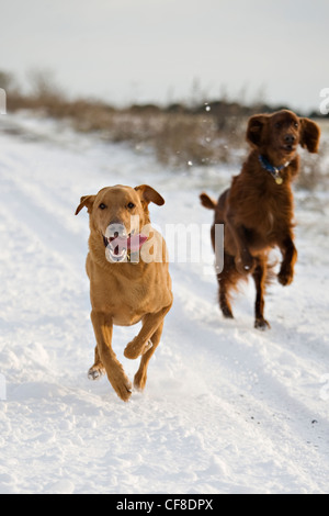 Labrador et Setter Irlandais rouge chiens qui courent sur la piste couverte de neige, Wiltshire, Angleterre Banque D'Images