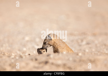 Cynictis penicillata, mangoustes jaunes, avec les jeunes, Kgalagadi Transfrontier Park, Afrique du Sud Banque D'Images