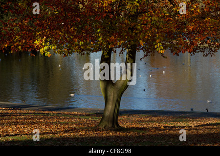 Lister Park lac de plaisance en automne, Manningham, Bradford. Bradford. Banque D'Images