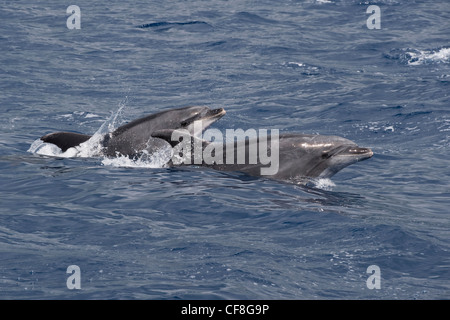 Les grands dauphins (Tursiops truncatus) marsouinage deux animaux adultes. Açores, Océan Atlantique. Banque D'Images