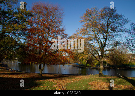 Lister Park lac de plaisance en automne, Mannngham Bradford. Banque D'Images