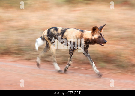 Chien sauvage d'Afrique, Lycaon pictus, chasse, Kruger National Park, Afrique du Sud Banque D'Images