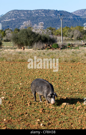 Cochon noir de Pata Negra hiberian Mallorca Espagne Majorque Banque D'Images