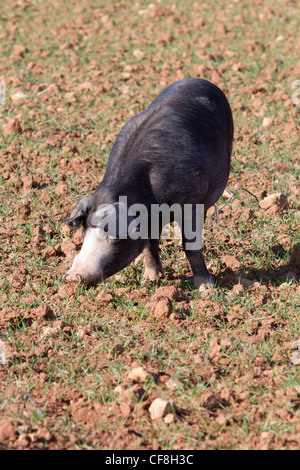 Cochon noir de Pata Negra hiberian Mallorca Espagne Majorque Banque D'Images
