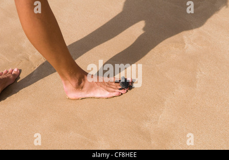 Une tortue de mer récemment éclos faire son chemin de retour à l'océan. Il est debout sur les pieds d'une femme qui montre sa petite taille. Banque D'Images