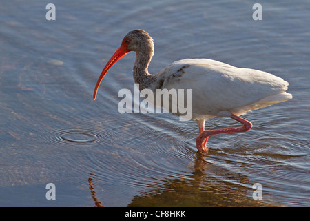 Première année Ibis blanc (Eudocimus albus) à la recherche de nourriture, Ding Darling Wildlife Refuge, en Floride. Banque D'Images