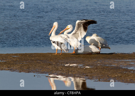 Pélicans blancs (Pelecanus erythrorhynchos) sur une vasière (Ding Darling Wildlife Refuge) Banque D'Images