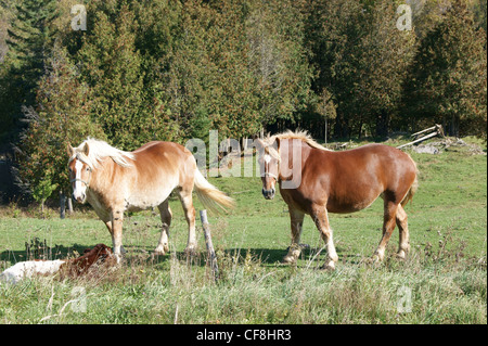 Chevaux de trait, peut-être belge à Dixmont, Maine. Banque D'Images