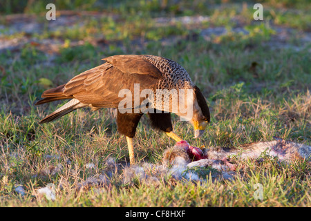 Caracara huppé (Caracara cheriway) manger un lapin. La deuxième année. Banque D'Images