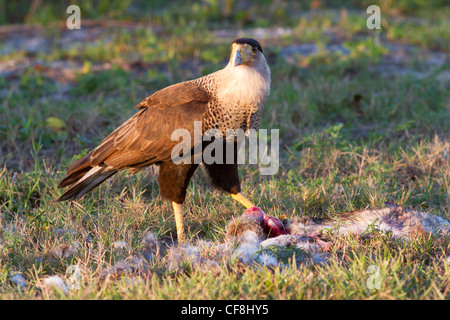 Caracara huppé (Caracara cheriway) manger un lapin. La deuxième année. Banque D'Images