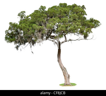 Arbre isolé sur fond blanc Banque D'Images