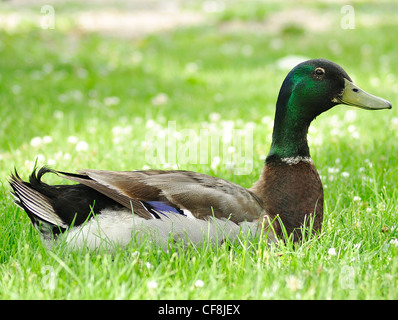 Canard colvert se reposant sur l'herbe Banque D'Images